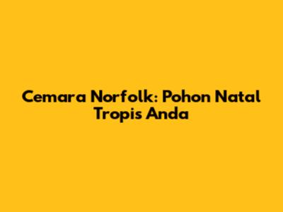 Cemara Norfolk: Pohon Natal Tropis Anda