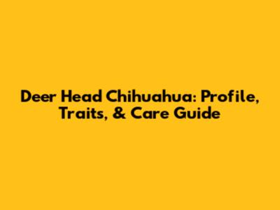 Deer Head Chihuahua: Profile, Traits, & Care Guide