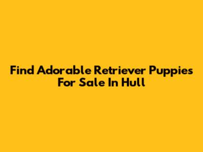 Find Adorable Retriever Puppies For Sale In Hull