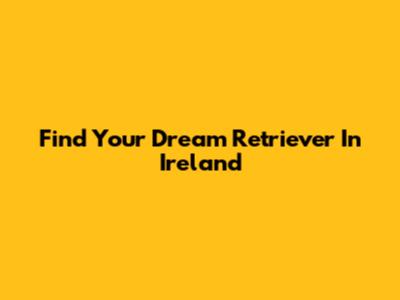 Find Your Dream Retriever In Ireland
