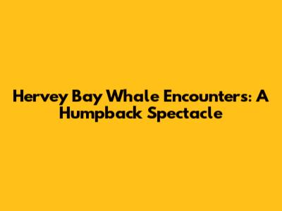 Hervey Bay Whale Encounters: A Humpback Spectacle