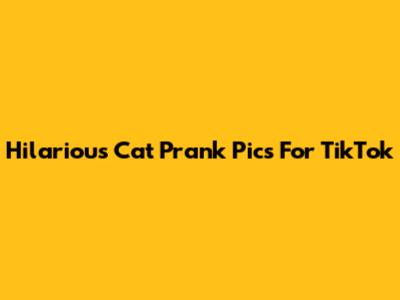 Hilarious Cat Prank Pics For TikTok