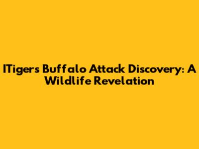 ITiger's Buffalo Attack Discovery: A Wildlife Revelation