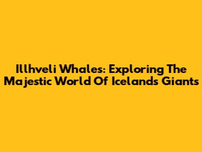 Illhveli Whales: Exploring The Majestic World Of Iceland's Giants