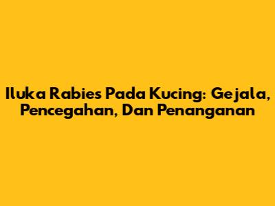 Iluka Rabies Pada Kucing: Gejala, Pencegahan, Dan Penanganan