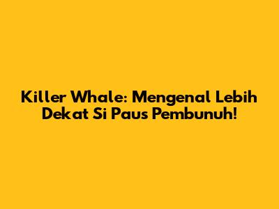 Killer Whale: Mengenal Lebih Dekat Si Paus Pembunuh!