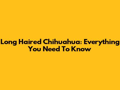 Long Haired Chihuahua: Everything You Need To Know