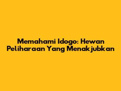 Memahami Idogo: Hewan Peliharaan Yang Menakjubkan