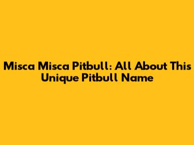 Misca Misca Pitbull: All About This Unique Pitbull Name