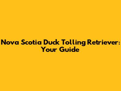 Nova Scotia Duck Tolling Retriever: Your Guide