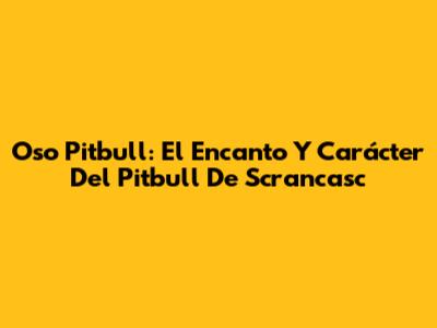 Oso Pitbull: El Encanto Y Carácter Del Pitbull De Scrancasc