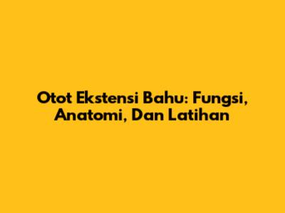 Otot Ekstensi Bahu: Fungsi, Anatomi, Dan Latihan