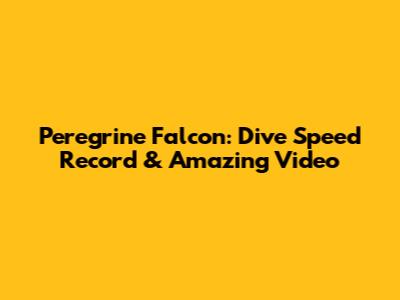 Peregrine Falcon: Dive Speed Record & Amazing Video