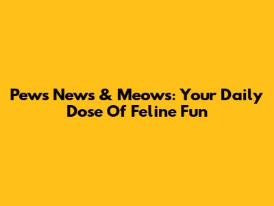 Pews News & Meows: Your Daily Dose Of Feline Fun