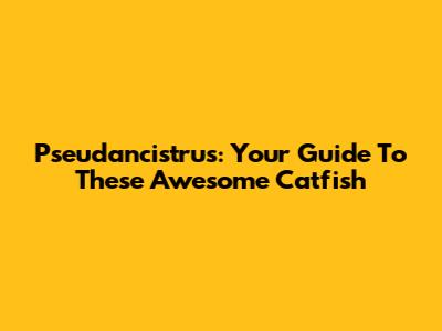 Pseudancistrus: Your Guide To These Awesome Catfish