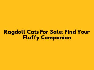 Ragdoll Cats For Sale: Find Your Fluffy Companion