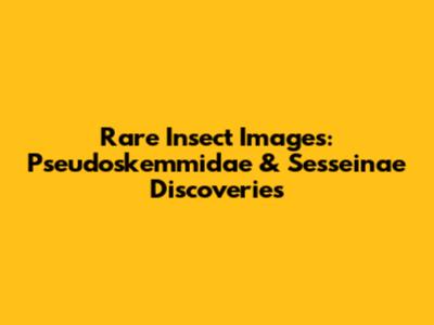 Rare Insect Images: Pseudoskemmidae & Sesseinae Discoveries