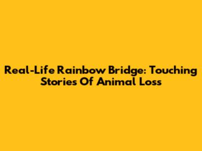 Real-Life Rainbow Bridge: Touching Stories Of Animal Loss