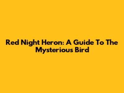 Red Night Heron: A Guide To The Mysterious Bird