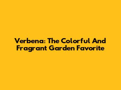 Verbena: The Colorful And Fragrant Garden Favorite